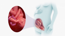 8 Aylık Hamilelikte Bebeğin Gelişimi, Annenin Değişimi Nasıl Olur?