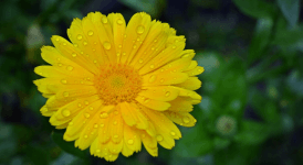 Aynısefa Kremi Nedir? Aynısefa Kremi Ne İşe Yarar?