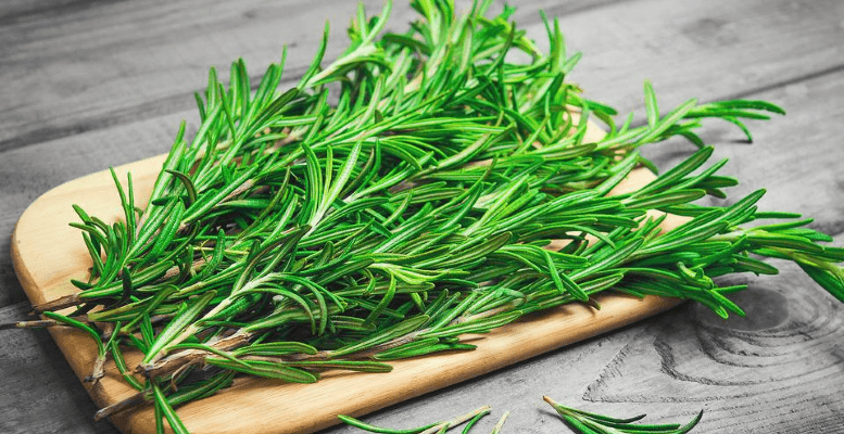 Biberiyenin Faydaları Neler? Biberiye Yağı ve Çayı Faydaları