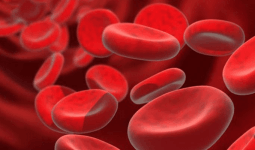 Eritrosit (RBC) Nedir? Eritrosit Yüksekliği ve Düşüklüğü