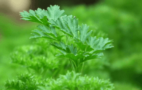 Maydanoz Suyu Nasıl Yapılır, Zayıflatır mı, Faydaları Neler?