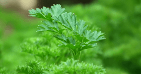 Maydanoz Suyu Nasıl Yapılır, Zayıflatır mı, Faydaları Neler?