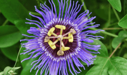 Passiflora Nedir? Passiflora Doğal Sakinleştirici midir?