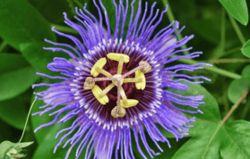 Passiflora Nedir? Passiflora Doğal Sakinleştirici midir?
