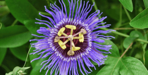 Passiflora Nedir? Passiflora Doğal Sakinleştirici midir?