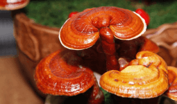 Reishi Mantarı Faydaları Nelerdir? Hangi Hastalıklarda Kullanılır?