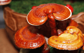 Reishi Mantarı Faydaları Nelerdir? Hangi Hastalıklarda Kullanılır?