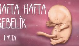 8 Haftalık Gebelikte Bebek Gelişimi Nasıldır?