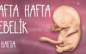 8 Haftalık Gebelikte Bebek Gelişimi Nasıldır?