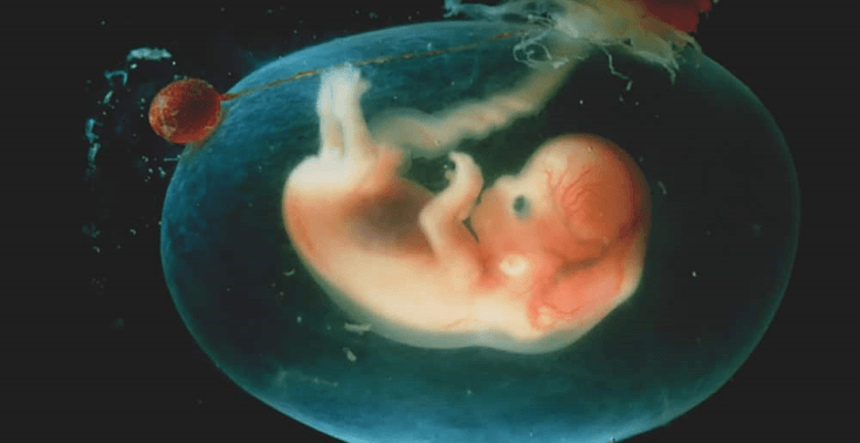 Amniyon Sıvısı Nedir? Amniyon Sıvısı Miktarı Nasıl Ölçülür?