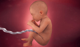Gebeliğin 30. Haftasında Neler Oluyor, Bebek Gelişimi Nasıl?