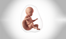 Anne KarnındaKİ 5 Aylık Bebek Gelişimi Nasıldır? Gebeliğin 5. Ayında Neler Yaşanır?