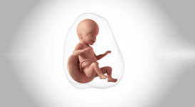 Anne KarnındaKİ 5 Aylık Bebek Gelişimi Nasıldır? Gebeliğin 5. Ayında Neler Yaşanır?