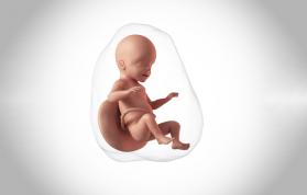 Anne KarnındaKİ 5 Aylık Bebek Gelişimi Nasıldır? Gebeliğin 5. Ayında Neler Yaşanır?