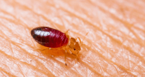 Tahta Kurusu Nedir? Tahta Kurusu Isırığı Zararları Nelerdir?