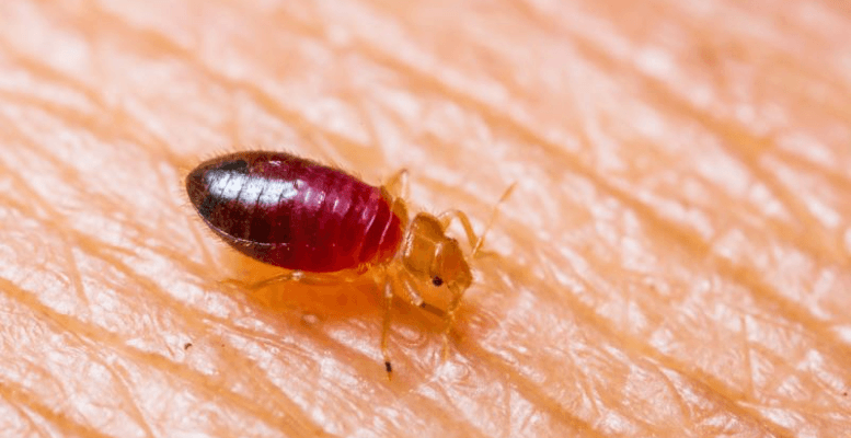 Tahta Kurusu Nedir? Tahta Kurusu Isırığı Zararları Nelerdir?