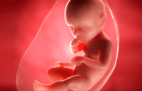 Hamileliğin 39. Haftasında Anne Karnındaki Bebek Gelişimi