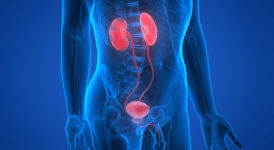 Üroloji Nedir? Üroloji Erkeklerde Hangi Hastalıklara Bakar?