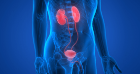Üroloji Nedir? Üroloji Erkeklerde Hangi Hastalıklara Bakar?