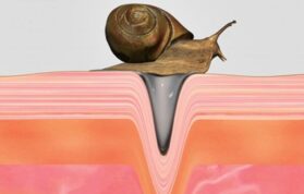 Salyangoz Kremi Nedir?